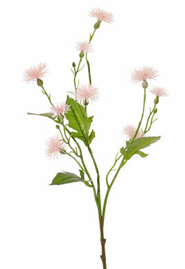 Flockenblume hellrosa