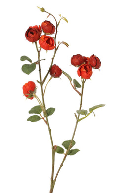 Kohlrose 'Green Fall' rot