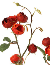 Laden Sie das Bild in den Galerie-Viewer, Kohlrose &#39;Green Fall&#39; rot
