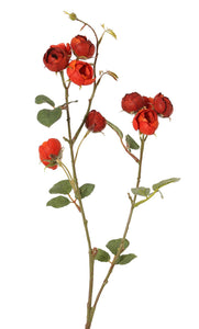 Kohlrose 'Green Fall' rot