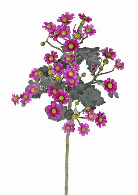 Aster 'Autumn Breeze' violet