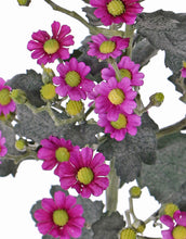 Laden Sie das Bild in den Galerie-Viewer, Aster &#39;Autumn Breeze&#39; violet