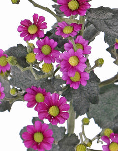 Aster 'Autumn Breeze' violet