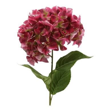 Hortensie 'Jumbo' burgund