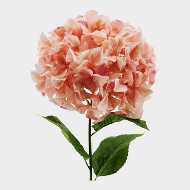 Hortensie 'Jumbo' rosa