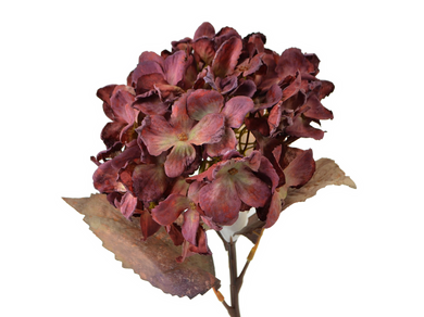 Hortensie burgund