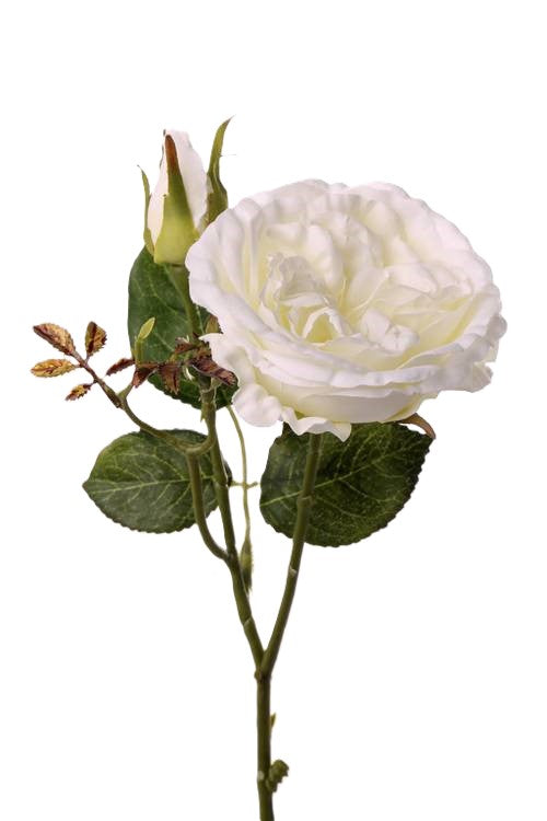 Rose 'Little Joy'  creme