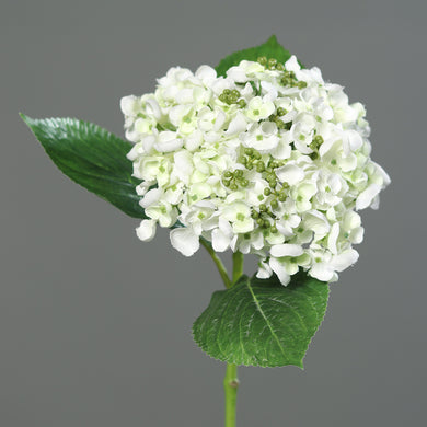 Hortensie 'Sina' cream