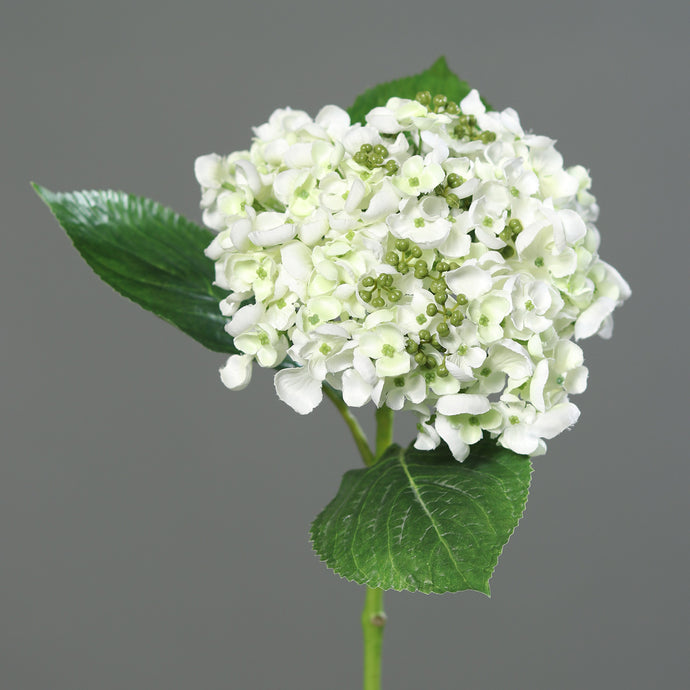 Hortensie 'Sina' cream