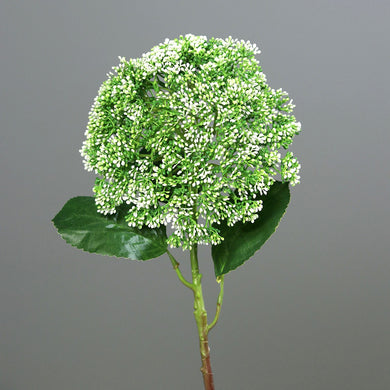 Kugel-Hortensie  white-green