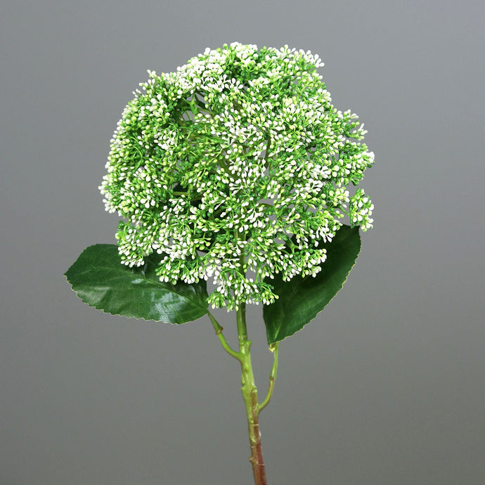 Kugel-Hortensie  white-green
