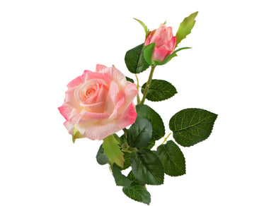Rose 'Laetitia' pink-creme
