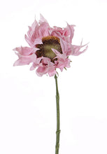 Laden Sie das Bild in den Galerie-Viewer, Sonnenblume &#39;Summer Breeze&#39; rosa