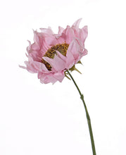 Laden Sie das Bild in den Galerie-Viewer, Sonnenblume &#39;Summer Breeze&#39; rosa