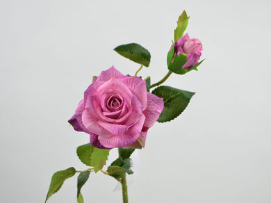 Rose 'Laetitia' pink-violet