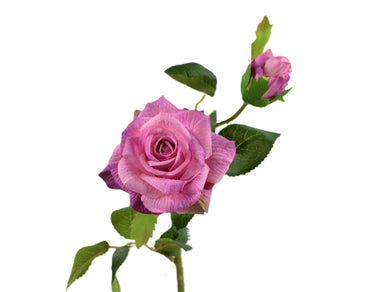 Rose 'Laetitia' pink-violet