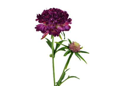 Diamant-Scabiosa burgund