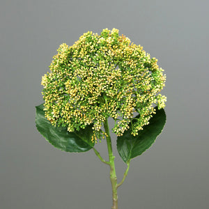 Kugel-Hortensie, green-yellow