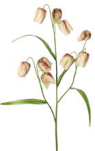 Laden Sie das Bild in den Galerie-Viewer, Schachbrettblume x 3