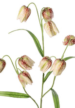 Laden Sie das Bild in den Galerie-Viewer, Schachbrettblume x 3