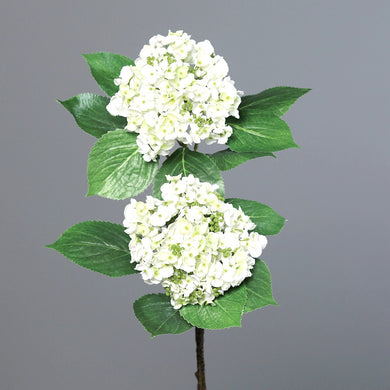 Hortensie 'Double' cream