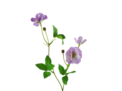 Winde lavendel