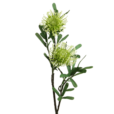 Protea grün-creme