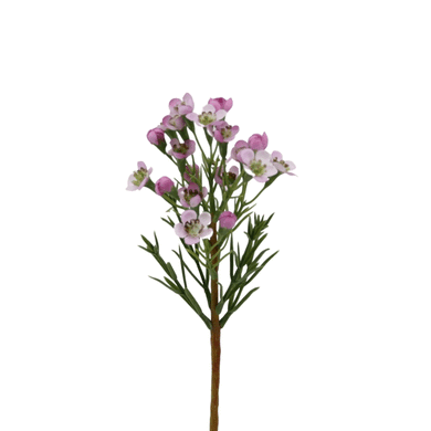 Wachsblumen-Pick lila-rosa