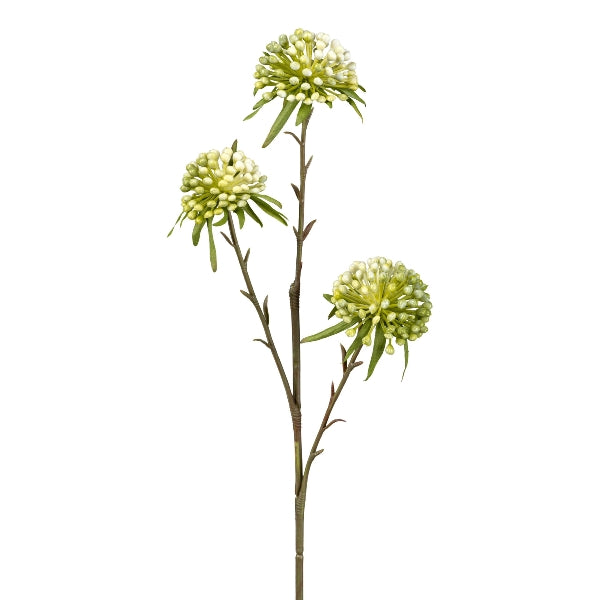 Allium x3, grün-weiß