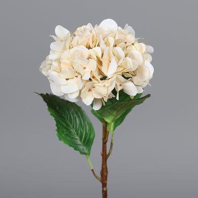 Hortensie 'Cream'