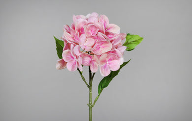 Hortensie 'Natural Touch', rosé