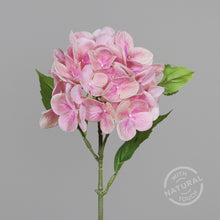 Laden Sie das Bild in den Galerie-Viewer, Hortensie &#39;Natural Touch&#39;, rosé
