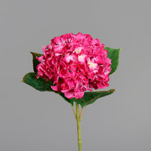 Laden Sie das Bild in den Galerie-Viewer, Hortensie &#39;Garcia&#39; fuchsia