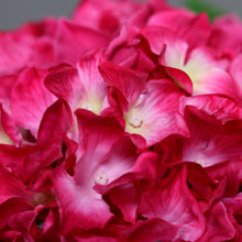Laden Sie das Bild in den Galerie-Viewer, Hortensie &#39;Garcia&#39; fuchsia