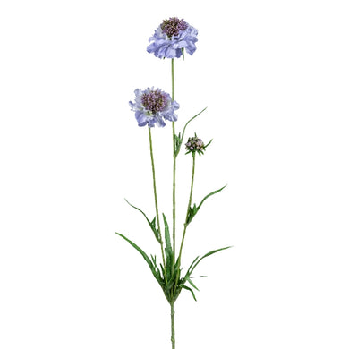 Scabiosa, blau