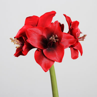 Amaryllis  red