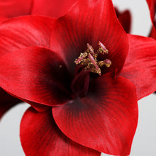 Laden Sie das Bild in den Galerie-Viewer, Amaryllis  red