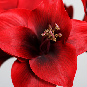 Amaryllis  red
