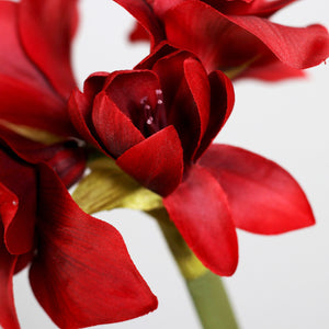 Amaryllis  red