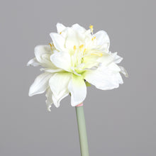 Laden Sie das Bild in den Galerie-Viewer, Amaryllis mit 3 Blüten, cream