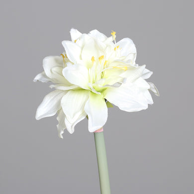 Amaryllis mit 3 Blüten, cream
