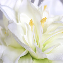 Laden Sie das Bild in den Galerie-Viewer, Amaryllis mit 3 Blüten, cream