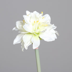 Amaryllis mit 3 Blüten, cream