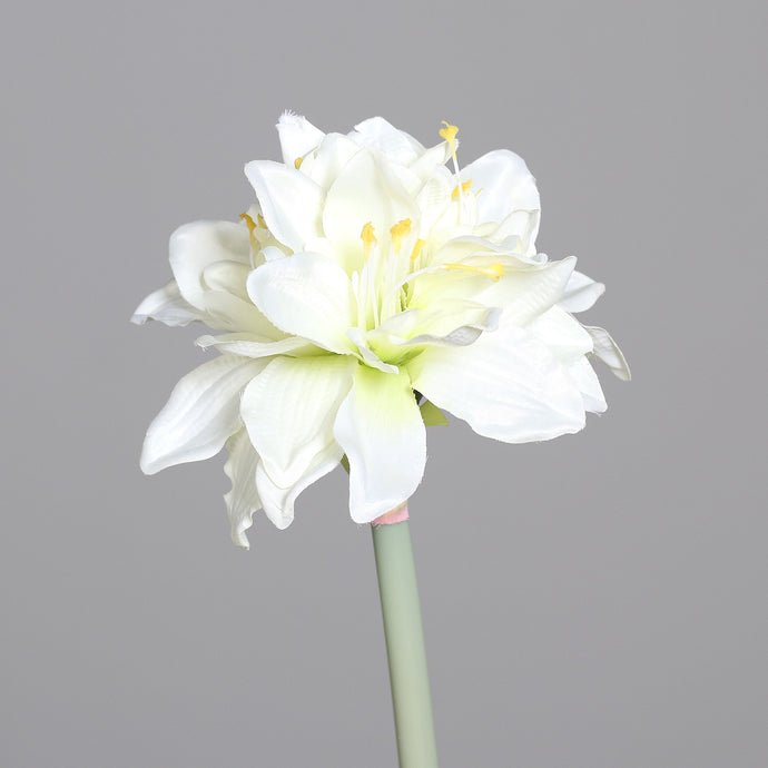 Amaryllis mit 3 Blüten, cream