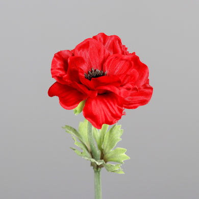 Anemone, red