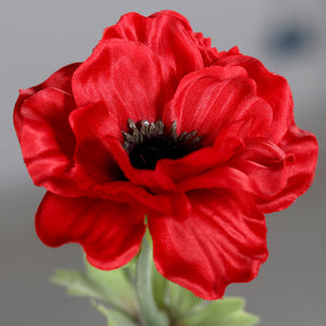 Anemone, red