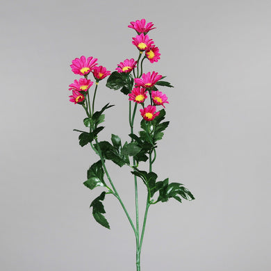 Herbstaster 'Santini' fraise