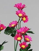 Laden Sie das Bild in den Galerie-Viewer, Herbstaster &#39;Santini&#39; fraise