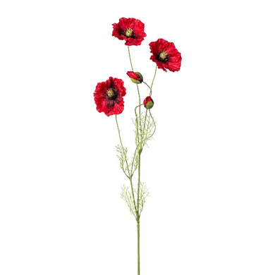 Mohn 'Liz' rot