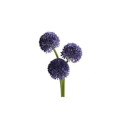 Allium-Bund 'Paradise' x3, lila